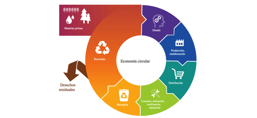 El papel de la madera en la economía circular | Maderea